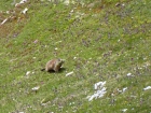 Cestou stretávame dolomitského marmota, ktorý si pod vplyvom nízkych teplôt začal trávou predčasne vystielať svoju zimnú noru
