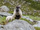 Počas prechádzky stretáme skupinky oviec, ktoré sa tu bezstarostne pasú na šťavnatej kaukazskej tráve