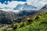 Kravy musia byť parádne aklimatizované, keď sa tu celé dni pasú vo výške Mont Blancu (fotil Robo)