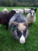 Dole nás zdraví miestny Shaun the Sheep