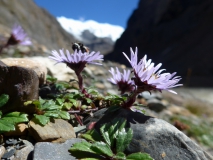 Kvety Himalájí