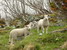 Otagované ovečky pri ceste v Bodalen na nás chvíľu len nechápavo čumia a potom sa kľudne pasú ďalej