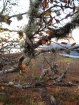 Severské stromčeky sa pripravujú na dlhú zimu