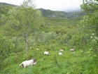 Cestou do grota stretávame čierno-biele ovce, ktoré sa v kľude pasú na šťavnatej severskej tráve a chladné počasie s vetrom a dažďom im evidentne nevadí