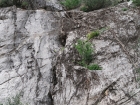 Mikulášsky deň zasväcujeme lezeniu v oblasti Grotta di San Giovanni, kde v jednom z platňových sektorov lezieme po neuveriteľnej skalnej štruktúre pripomínajúcej popínavé liany