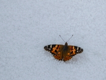Motýlí Elbrus