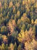 Jesenné lesy
